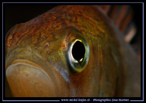 My after work dive : A very very curious Perch looking at... by Michel Lonfat 